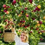 Cet arbre donne des fruits tout l’été, et pourtant très peu pensent à le planter au jardin