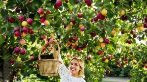 Cet arbre donne des fruits tout l’été, et pourtant très peu pensent à le planter au jardin