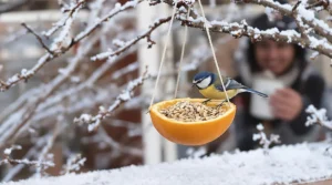 « Je l’ai posée hier, ils sont venus ce matin » : ma mangeoire maison à faire en 5 minutes attire les oiseaux