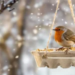 Ne jetez plus vos vieilles boîtes d’œufs : elles attirent les oiseaux au jardin tout l’hiver