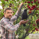 Arbres fruitiers dévastés par les oiseaux : cette méthode douce protège vos récoltes et la vie du jardin