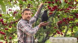 Arbres fruitiers dévastés par les oiseaux : cette méthode douce protège vos récoltes et la vie du jardin