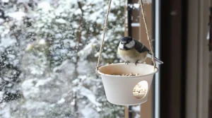 Arrêtez de jeter ce petit pot en plastique : il devient la mangeoire préférée des oiseaux cet hiver