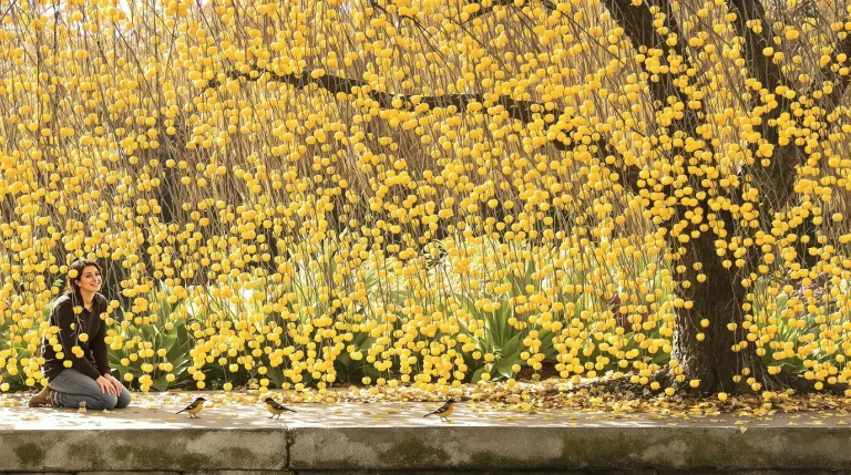 Ce petit pommier à fleurs pleureur transforme votre jardin en refuge pour oiseaux dès l’automne