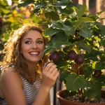Cet arbre fruitier pousse même sur un balcon : il produit beaucoup de fruits, voici pourquoi
