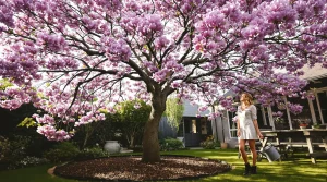 Cet arbre pousse aussi vite que le bambou, mais sa floraison remarquable fait toute la difference