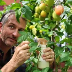 Cette boisson qu’on a tous au frigo est l’alliée de vos tomates contre le mildiou, voici pourquoi