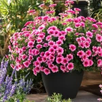 Cette petite vivace rose facile illumine bordures et pots tout l’été et transforme un jardin triste en scène ultra chic