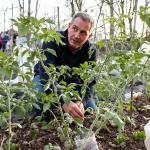 Chaque printemps, des milliers de jardiniers repiquent leurs tomates trop tôt : une seule nuit les anéantit