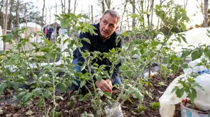 Chaque printemps, des milliers de jardiniers repiquent leurs tomates trop tôt : une seule nuit les anéantit
