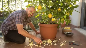 Citronnier qui ne donne rien : enterrez ce déchet de cuisine à son pied, il se couvre de fruits