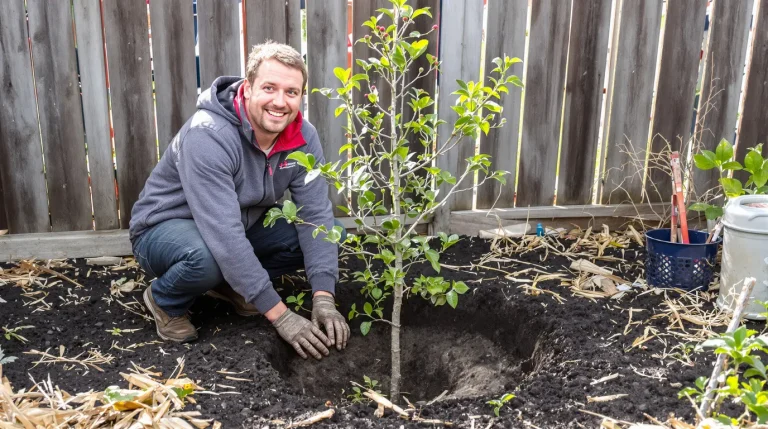 Le fruitier le plus simple du jardin : même sans main verte, il pousse enfin sans effort