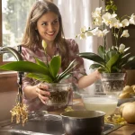 Orchidée : obtenez vite une floraison spectaculaire grâce à l’astuce de la pomme de terre