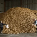 Pas-de-Calais : au lieu de les jeter, un agriculteur offre gratuitement ses pommes de terre invendues