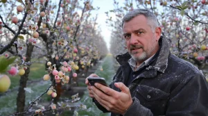 REPORTAGE. « On n’est pas tranquilles jusqu’à la récolte » : dans l’Oise, un producteur de pommes à l’épreuve du gel