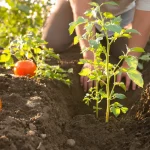 Tomates : le geste des maraîchers à faire maintenant pour des racines solides tout l’été