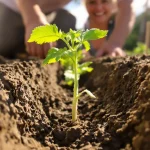 « Tu plantes tes tomates debout ? » Depuis qu’un voisin m’a montré la position couchée, mes plants sont plus vigoureux