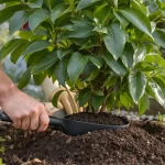 Vos pivoines font de belles feuilles mais zéro fleurs : stop aux produits, mettez cet engrais naturel