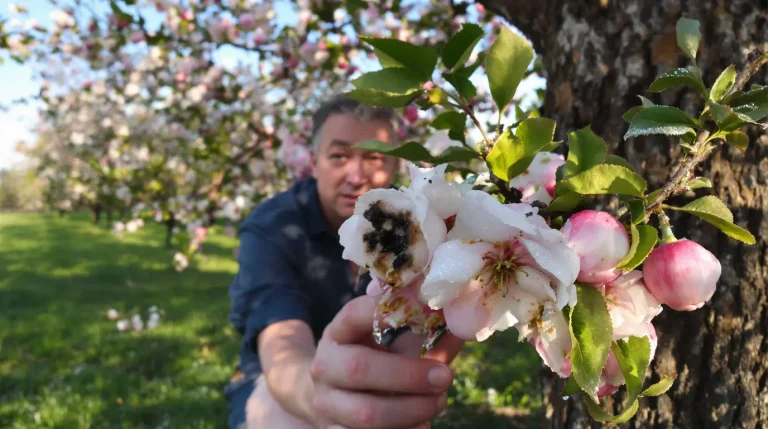 Vos pommiers semblent parfaits en avril ? C’est là que tout peut basculer, voici pourquoi
