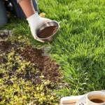 Votre pelouse redevient plus dense et plus verte avec un seul élément naturel, sans produits chimiques