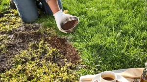 Votre pelouse redevient plus dense et plus verte avec un seul élément naturel, sans produits chimiques