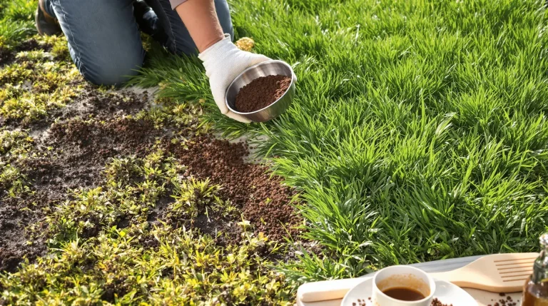 Votre pelouse redevient plus dense et plus verte avec un seul élément naturel, sans produits chimiques
