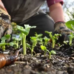 6 astuces de grand-père qui empêchent limaces et escargots de ruiner vos semis de printemps