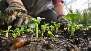 6 astuces de grand-père qui empêchent limaces et escargots de ruiner vos semis de printemps