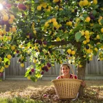 Cet arbre donne des fruits tout l’été, et pourtant peu pensent à le planter au jardin