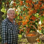 Cet arbre fruitier oublié donne des récoltes incroyables, et presque personne n’y pense encore