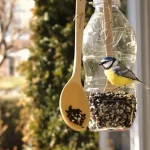 Comment une simple bouteille plastique devient une mangeoire idéale pour les oiseaux