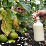 Contre le mildiou des tomates, j’utilise cette astuce simple au lait, efficace et respectueuse du jardin