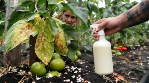 Contre le mildiou des tomates, j’utilise cette astuce simple au lait, efficace et respectueuse du jardin