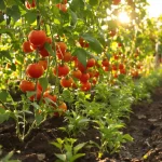 Cultiver des tomates sans produits chimiques : les plantes à associer pour un potager équilibré