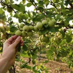Fini les fruitiers qui perdent leurs fruits avant l’été : ce geste de pépiniériste sauve la récolte