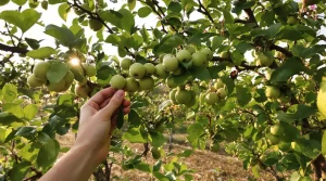 Fini les fruitiers qui perdent leurs fruits avant l’été : ce geste de pépiniériste sauve la récolte