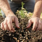 Il ne vous reste que quelques jours pour semer ces 2 légumes : après avril, la récolte déçoit