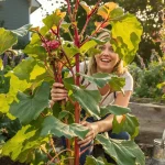 J'ai dépensé une fortune en antipucerons pour mes rosiers : ce plant du potager a tout réglé en 48 h