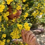La plante de la semaine : cet arbuste discret fleurit jaune vif, sent le miel et résiste sans eau