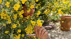 La plante de la semaine : cet arbuste discret fleurit jaune vif, sent le miel et résiste sans eau