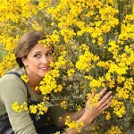 La plante de la semaine : cet arbuste méconnu fleurit jaune vif, sent le miel et résiste au sec