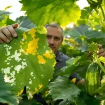 Les 7 principales maladies des courgettes : comment les diagnostiquer, les traiter et les prévenir