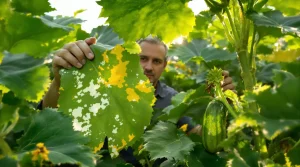 Les 7 principales maladies des courgettes : comment les diagnostiquer, les traiter et les prévenir