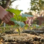 Plus personne ne plante ses courgettes sans ce geste en mai : la méthode des jardiniers malins