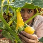 Pourquoi vos courgettes ne donnent que des fleurs en début de saison, et aucun fruit ?