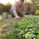 Remplacer le gazon par cette solution réduit fortement l’arrosage dès ce printemps, voici pourquoi