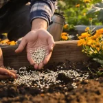 Si j’achète encore des plants au printemps, je sème aussi cette fleur qui protège mon potager